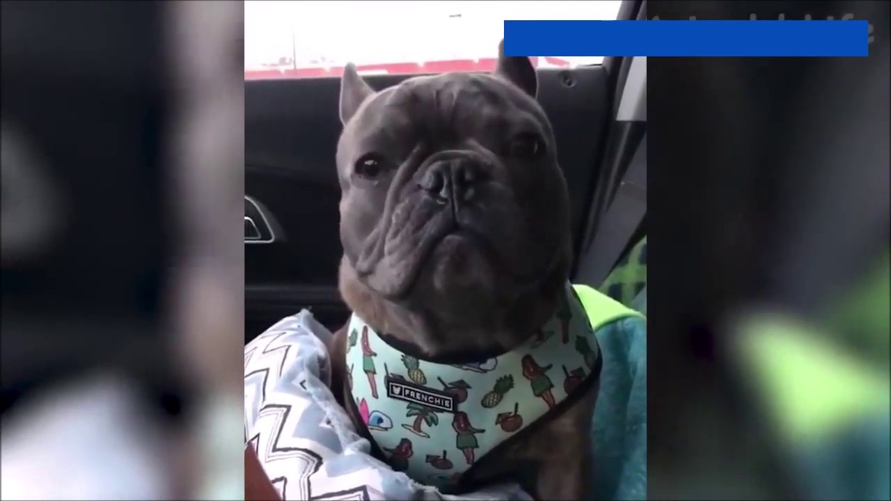 INTENTA NO REIR!! videos de animales graciosos 2020