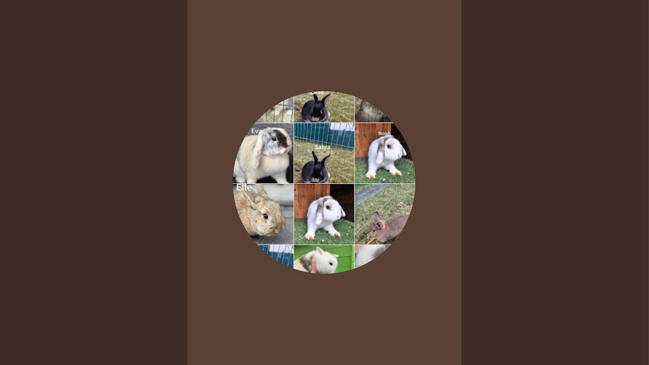 AdamundEva  bunnies day life