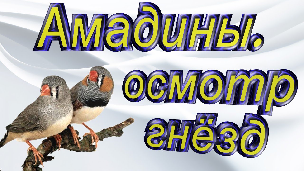 #Амадины, осмотр гнезд