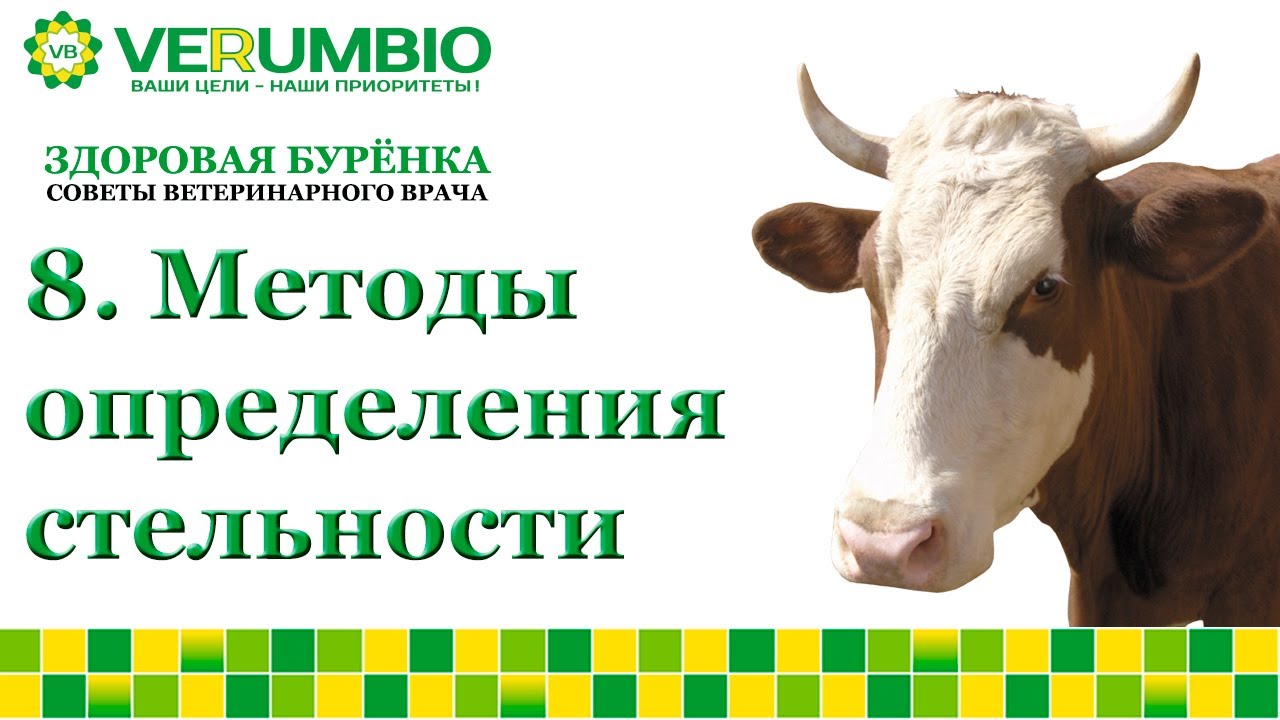 Ректальное и вагинальное исследование стельности