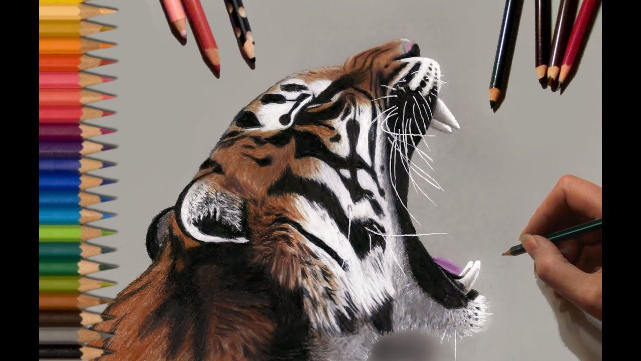 Speed Drawing: Tiger | Jasmina Susak