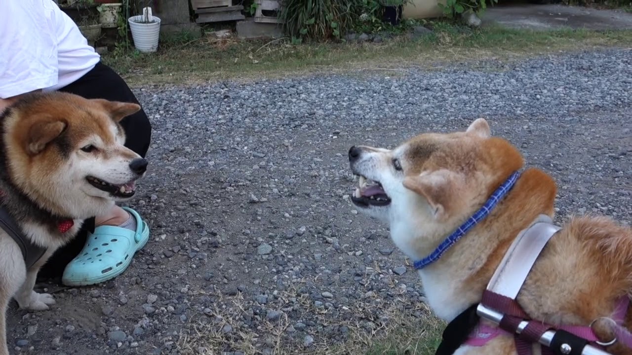 柴犬猛女・あん！