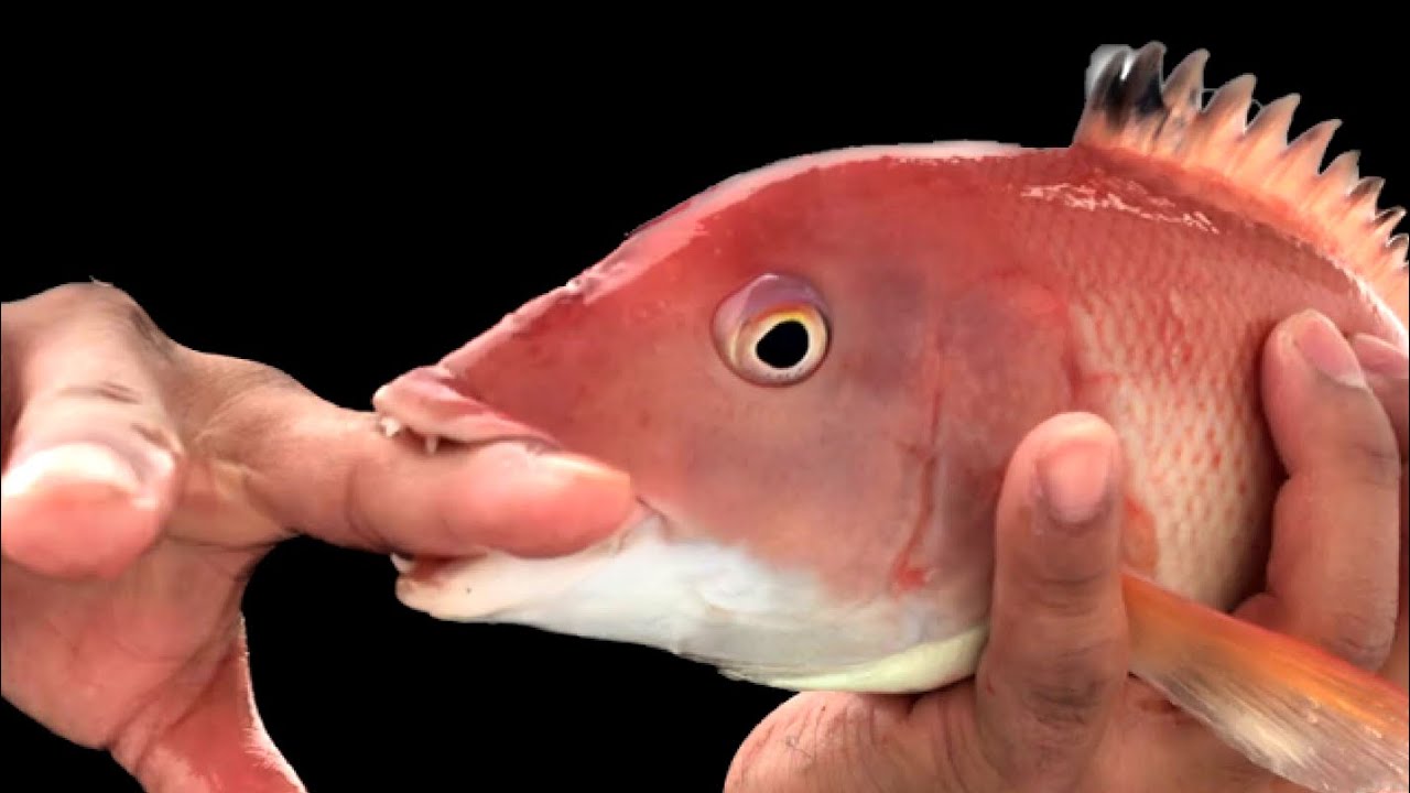SHEEPHEAD FISH BITE