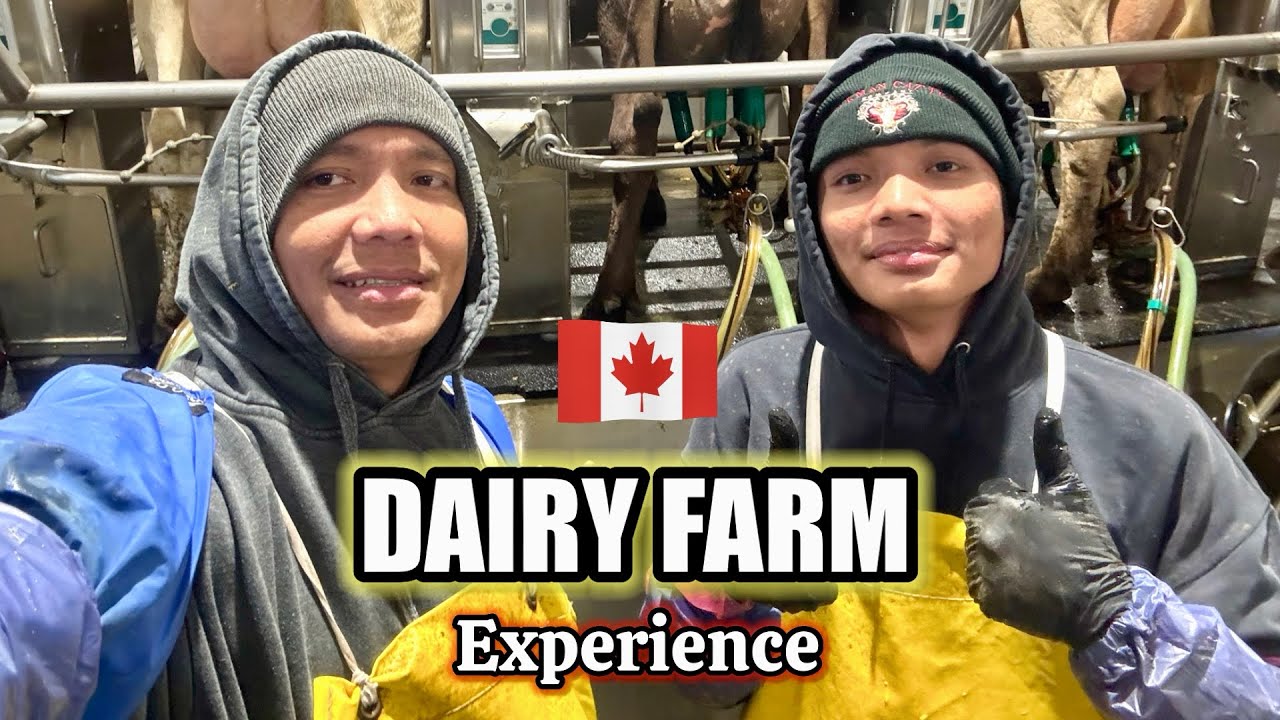 I WORKED in the DAIRY FARM for a day with my Dad. #canada #vlog #job #dairyfarm #experience 