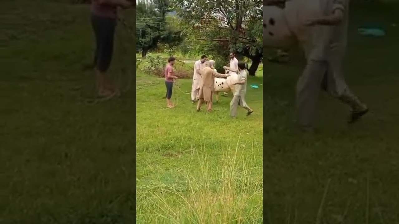 funny Animals Eid Al Adha 2022 #eiduladha #shorts