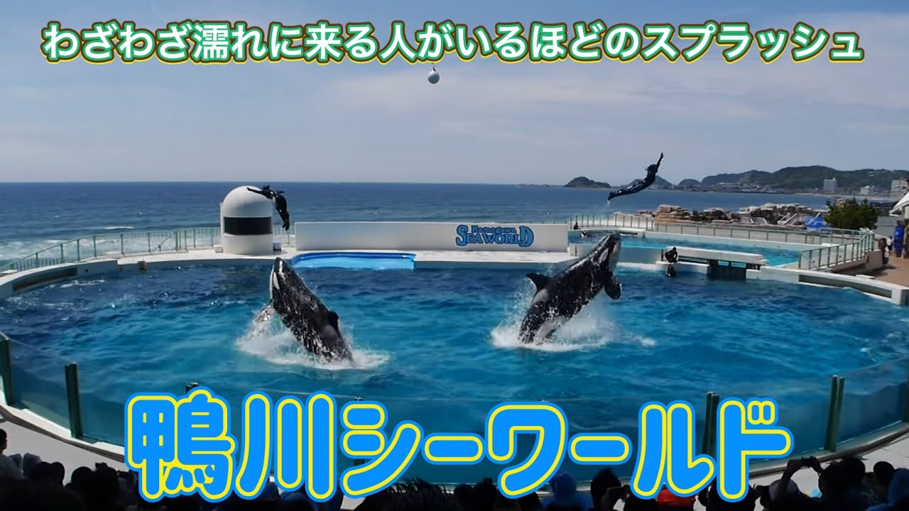 歓声と悲鳴が飛び交う「鴨川シーワールド“シャチパフォーマンス”」