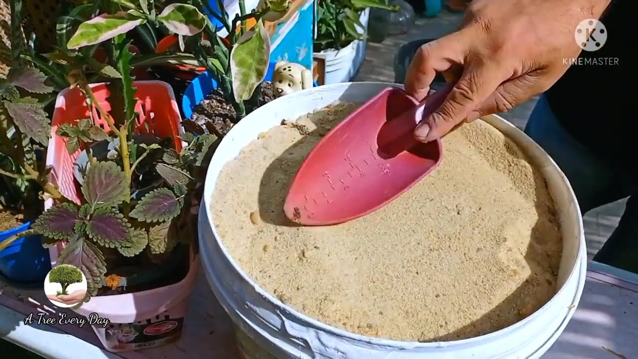 كنز لا يعرف قيمته الكثير شاهدوا ماذا فعلت به | rice husk for plants