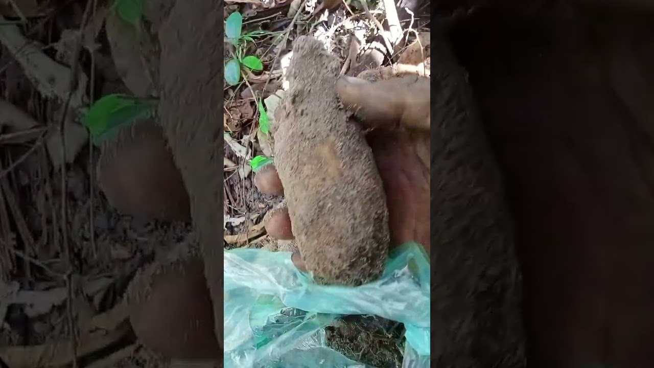 ដំឡូងជ្រូក