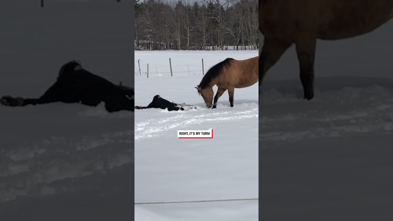 🐴 This horse is a natural at snow angels #shorts