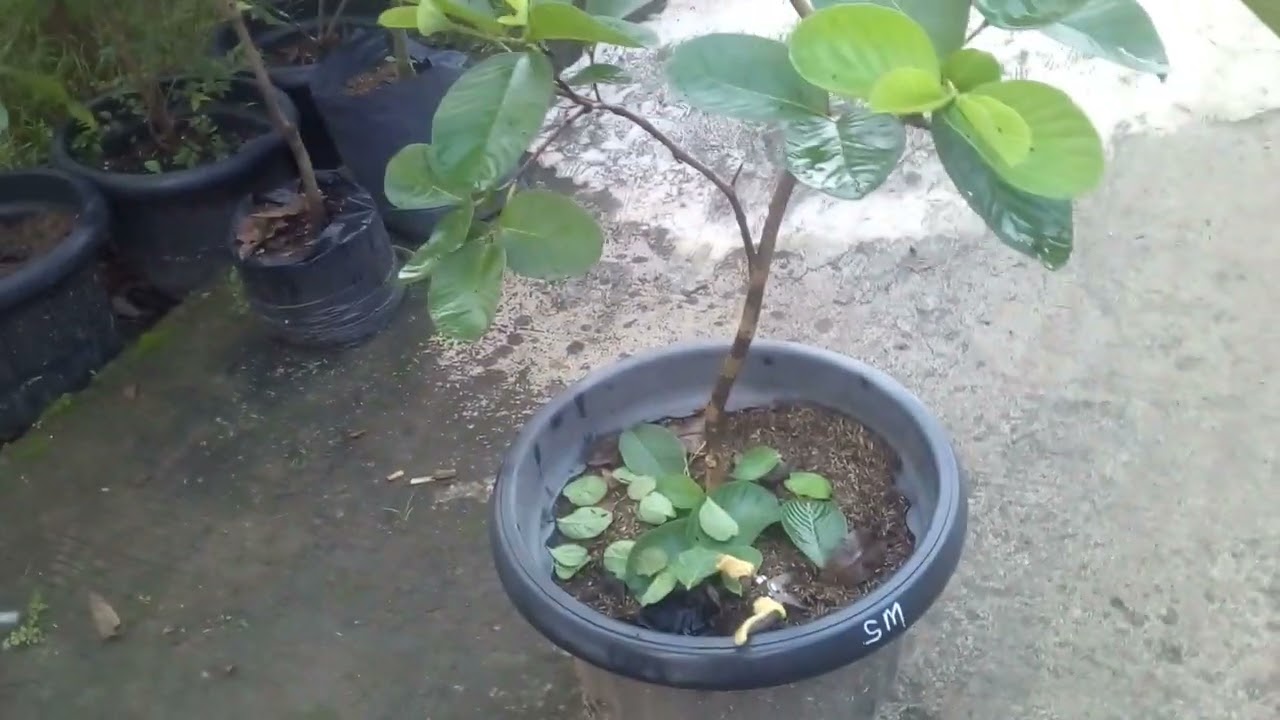 Jambu Sukun Merah || Tabulampot Jambu Sukun Merah