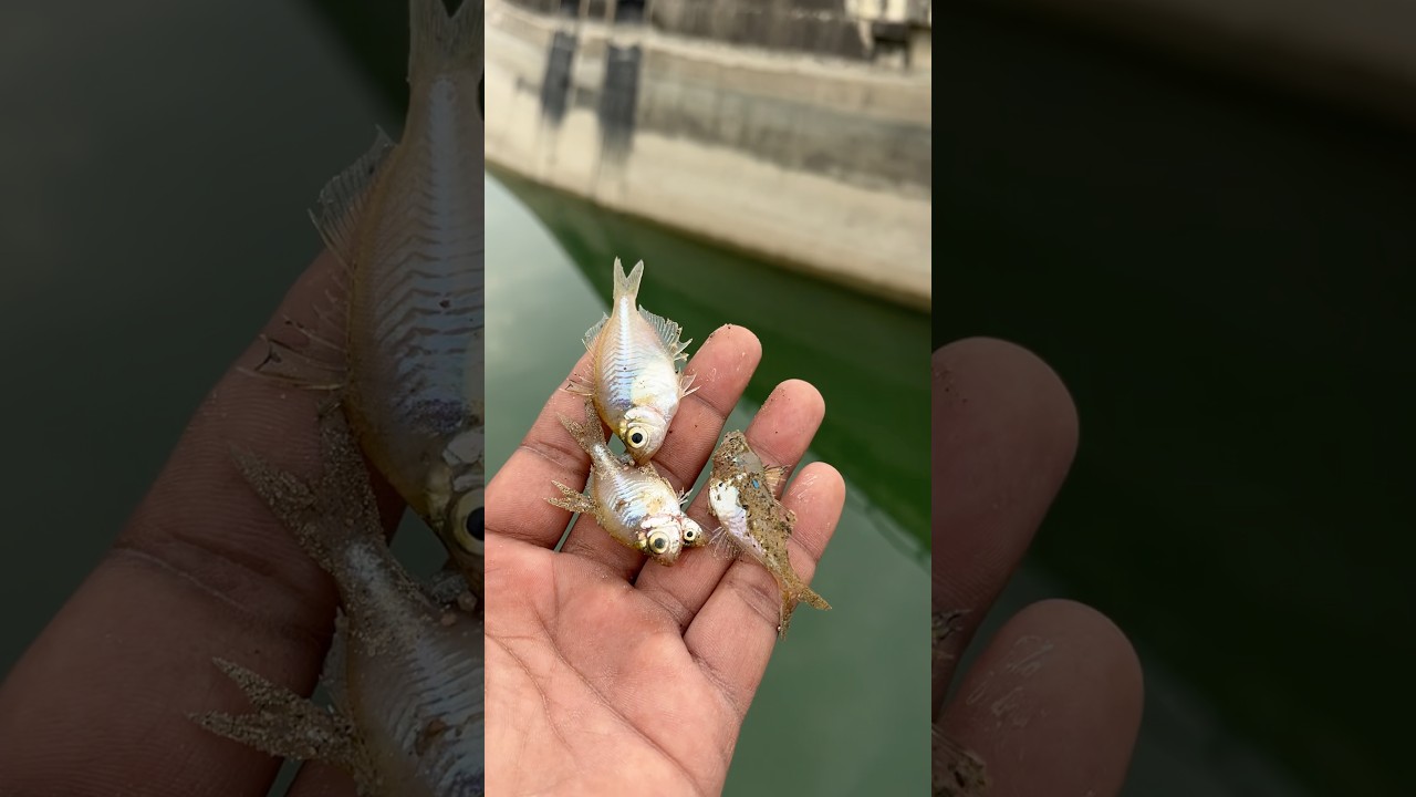🐟 Fish Was Saved Just in Time! #viral #shorts #fish #viralvideo #trending