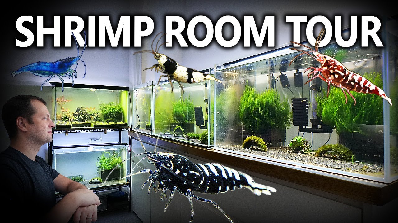AMAZING Shrimp Breeding Room Tour!