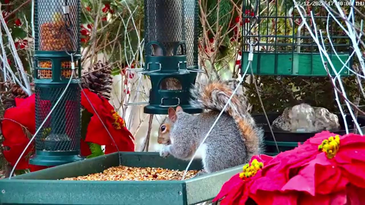 🔴LIVE Winter Cottage Bird Feeder: Cardinals, Woodpeckers, Snow Birds, Juncos, Sleep, Cat TV