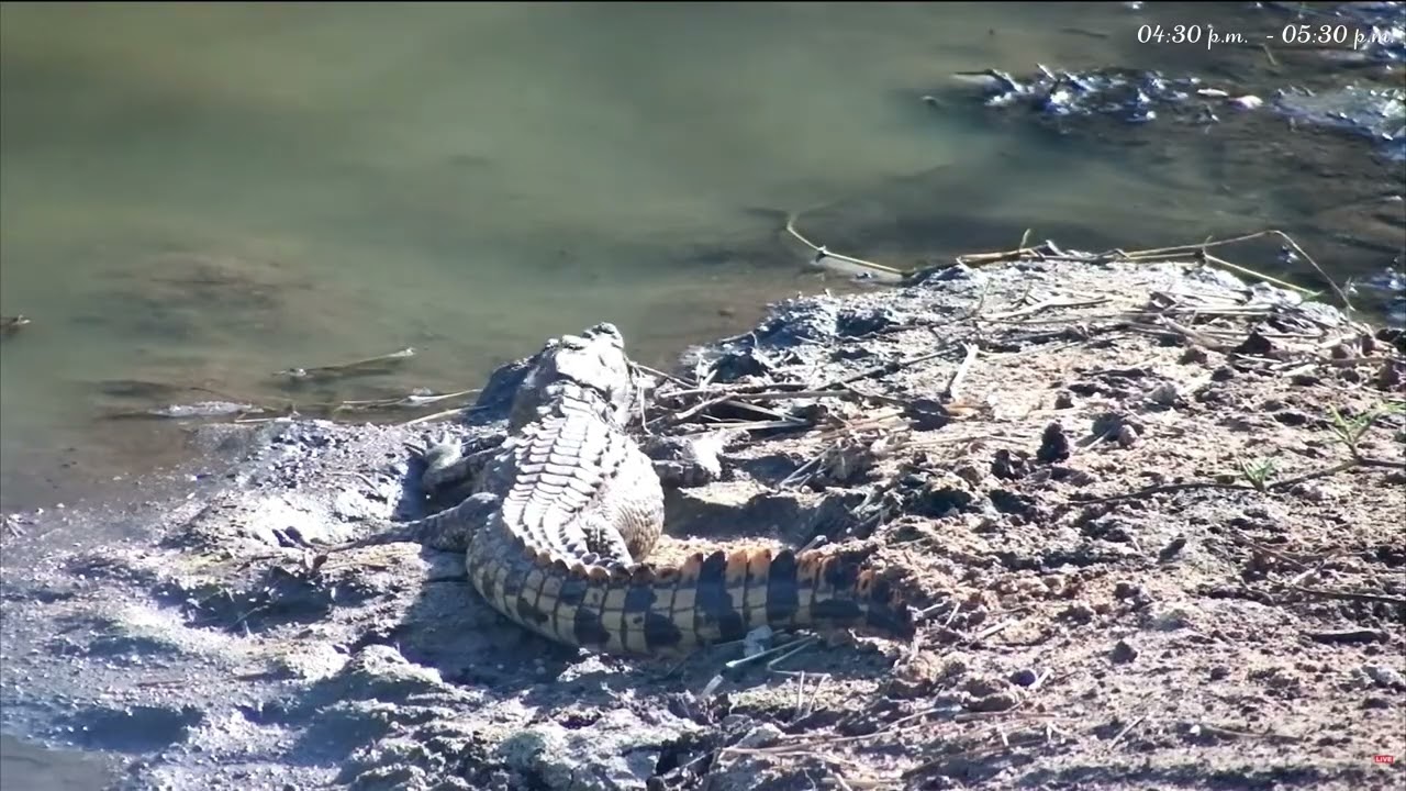 🐊, 🐢 &🦆Naledi Dam, Greater Kruger National Park 2026/02/03