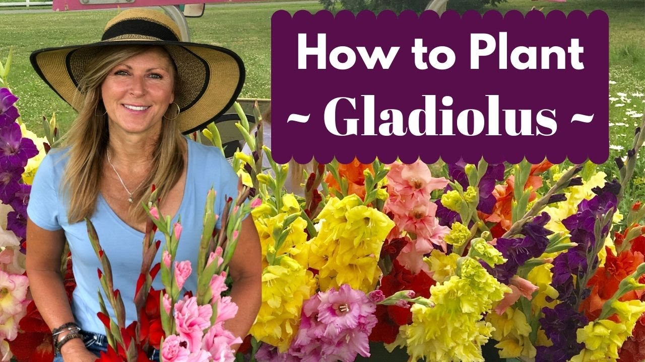 How to Plant Gladiolus Bulbs - Corms | Cranbury Fields Flower Farm