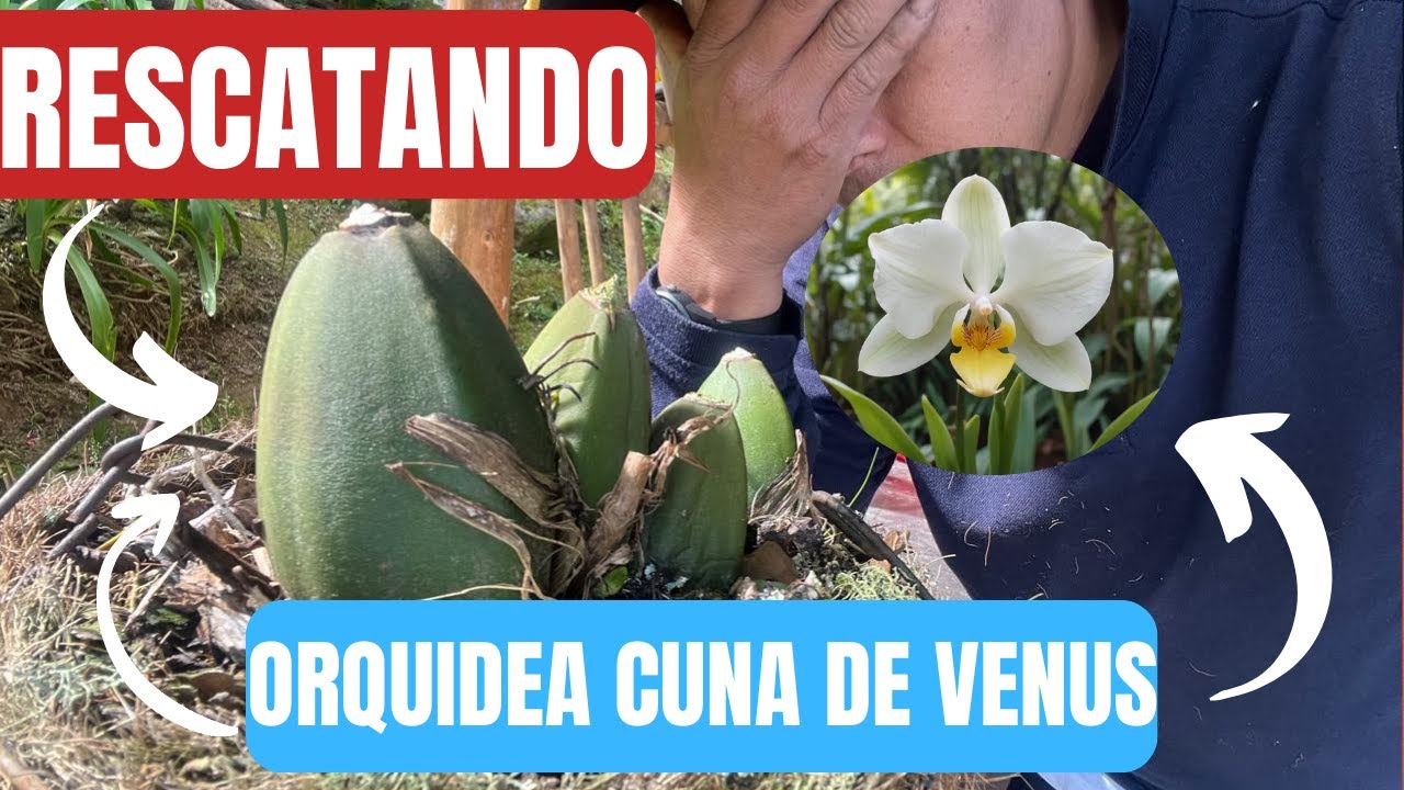 UNA JOYA REHABILITANDO CUNA DE VENUS 🌸