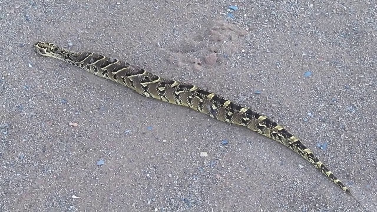 Aftermath of Cobra vs Puff adder