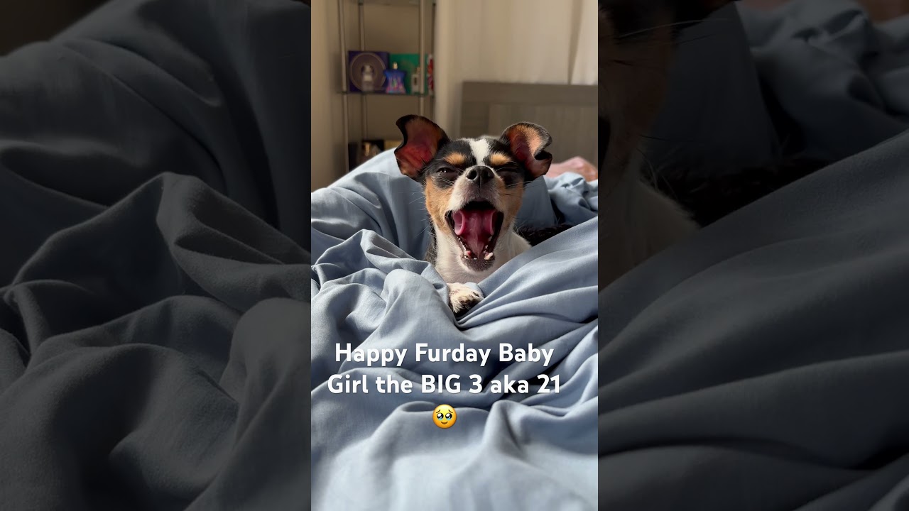 #happy #birthday INDICABLUE💙 the #biggboss 3 vs 21! #dog #dogshorts #chihuahua #love #dogchallenge