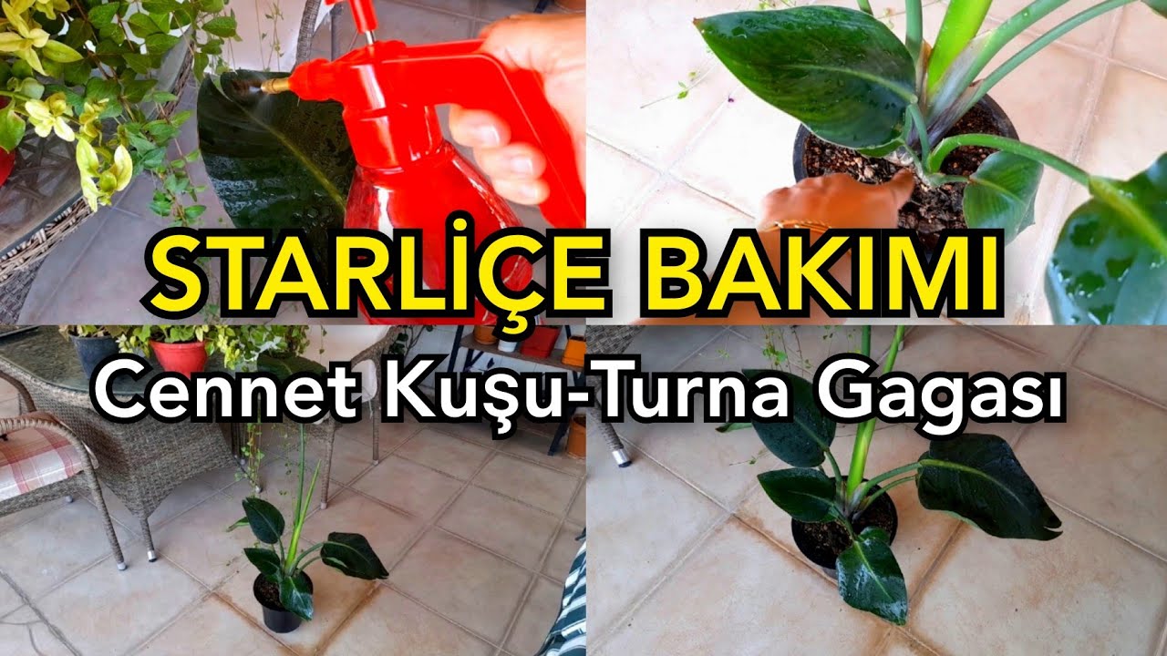 STARLİÇE ÇİÇEĞİ BAKIMI 🪴 a101'e  CENNET KUŞU ÇİÇEĞİ GELMİŞ ✅#cennetkuşu#turnagagası#starliçe