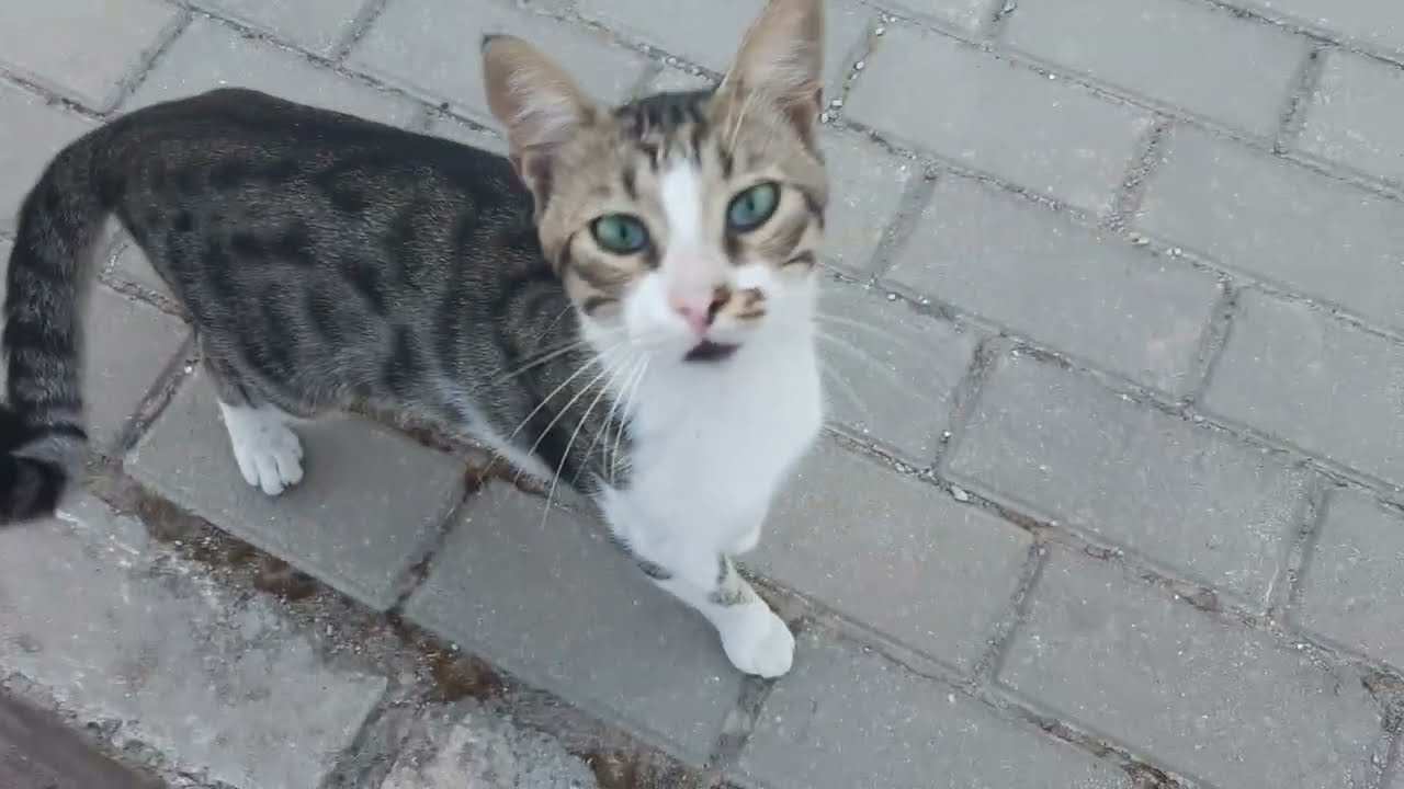 Sarı kız,Kara Oğlan, Çirkin Kral Ve Kediler🐈Pazar Kahvaltısı Yaptılar..