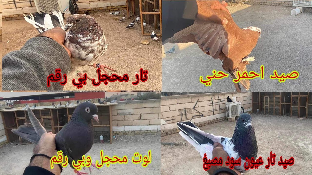 صيد اربعه واحد احله من الثاني وثنين بيهن رقم