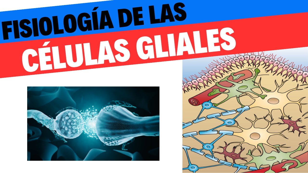 Células de la glia, tipos y funciones. Neurociencias 4