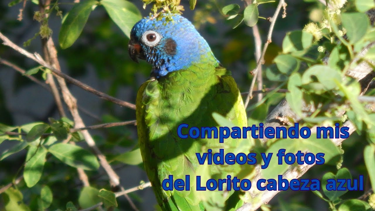 Lorito cabeza azul (Pionus menstruus)
