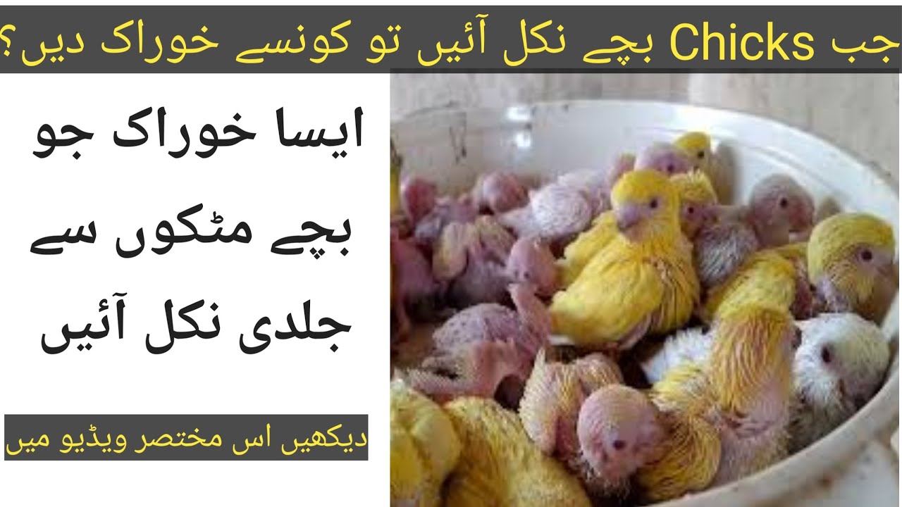 Best food for birds Chicks. Love birds Breeding food. Bird's Vlog