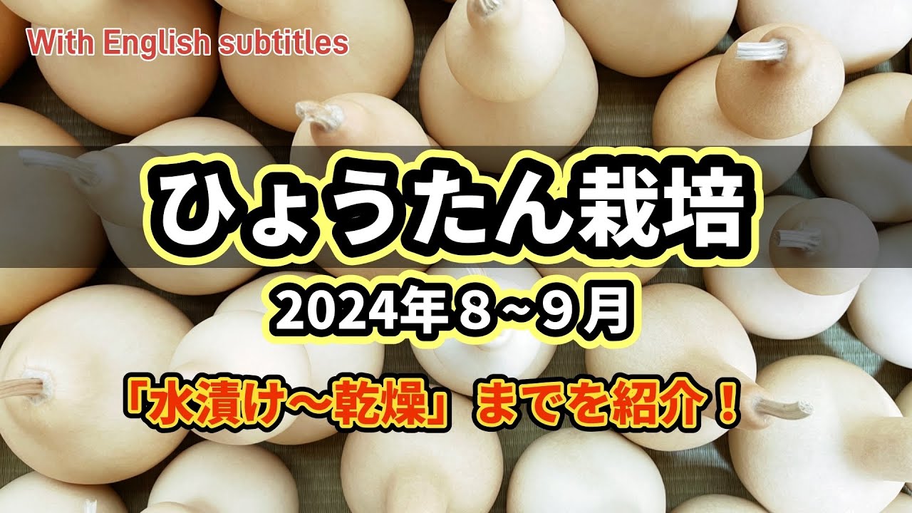 【ひょうたん栽培2024⑤】８~９月（水漬け〜乾燥）