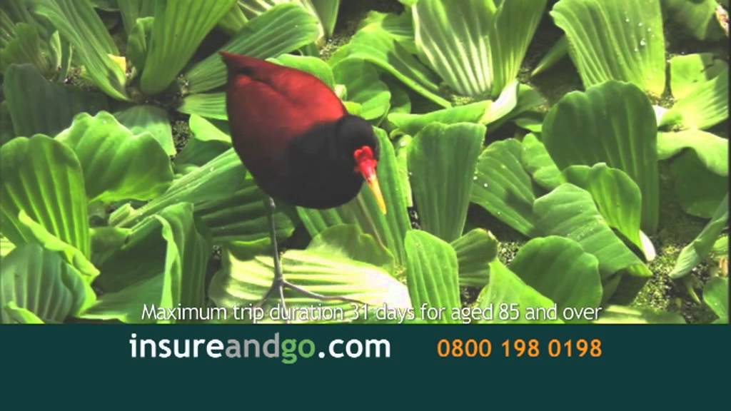 Travel insurance with no age limit (bird)