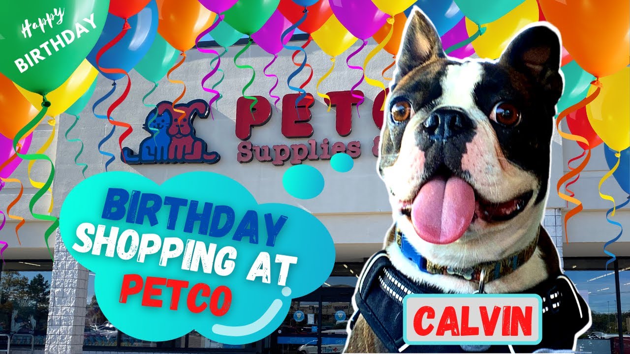 BOSTON TERRIER~BIRTHDAY SHOPS at PETCO then PARTIES!~WHAT did he GET?