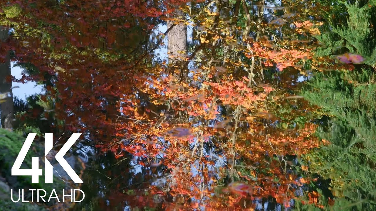 Autumn Reflection in the Water - 8 Hours Relaxing Water Sounds & Birds Signing - 4K Scenery Video