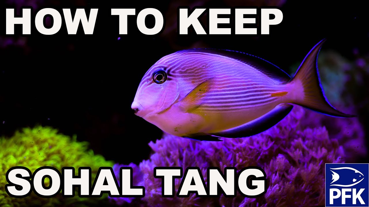 How to keep a Sohal Tang Acanthurus shoal