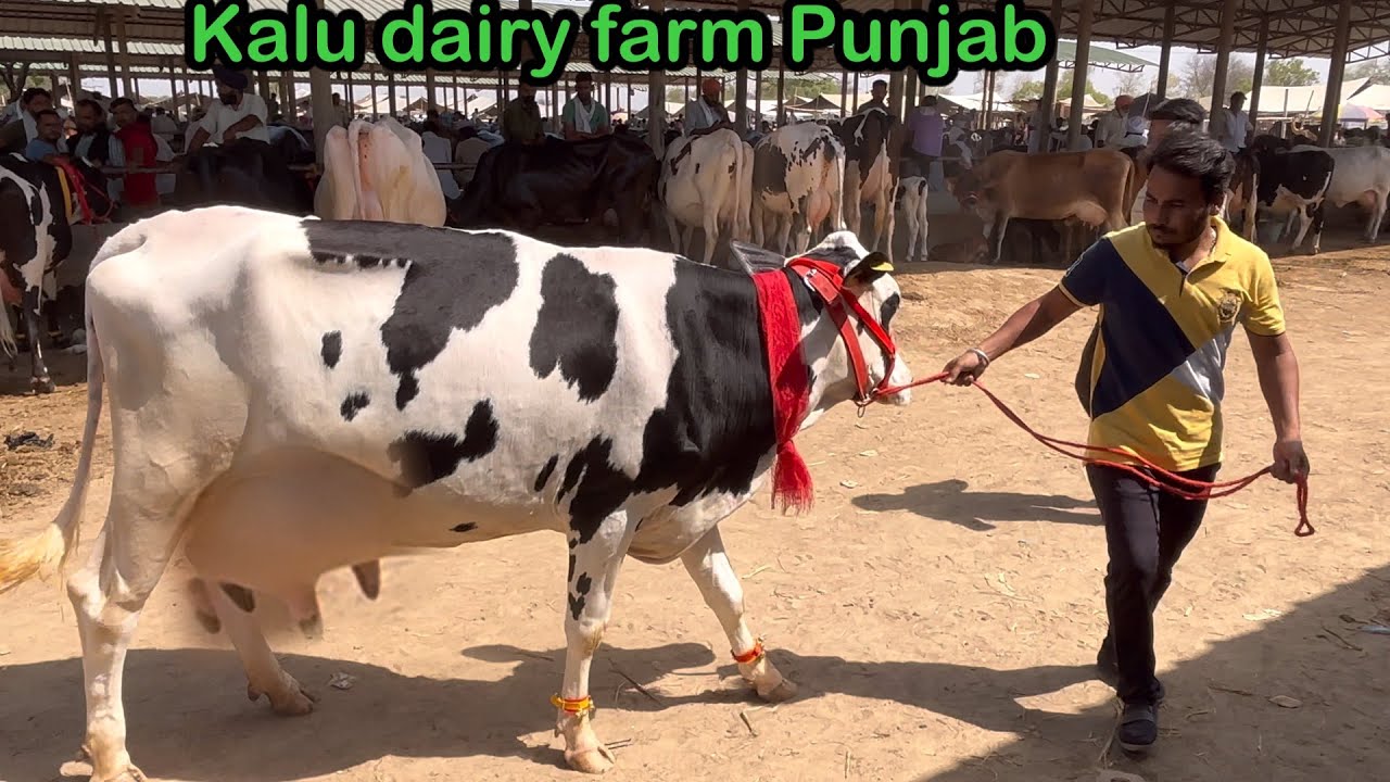 Kalu dairy farm Punjab 4 cow for sale Pashu Mandi Dabwali @kulveersidhu8926