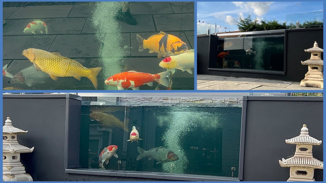 BEAUTIFUL 2500 GALLON POND! NEXUS 220 ONLY!