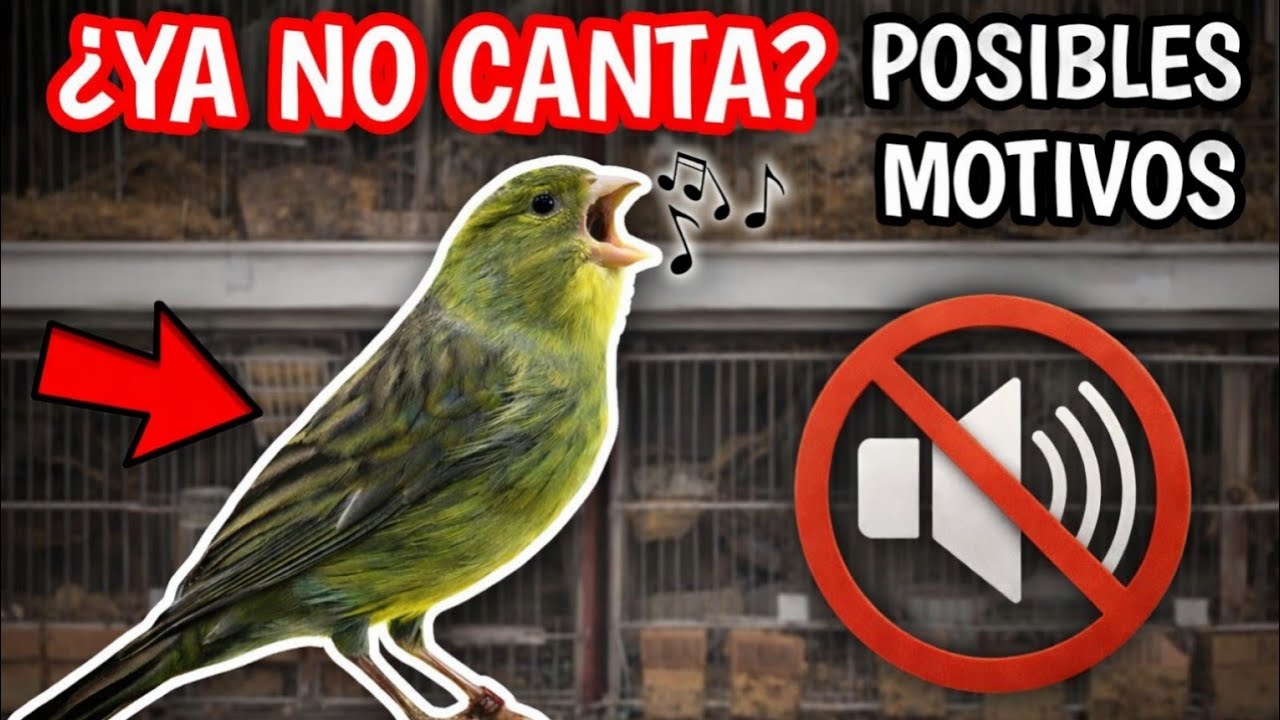 MOTIVOS por los que un CANARIO deja de CANTAR