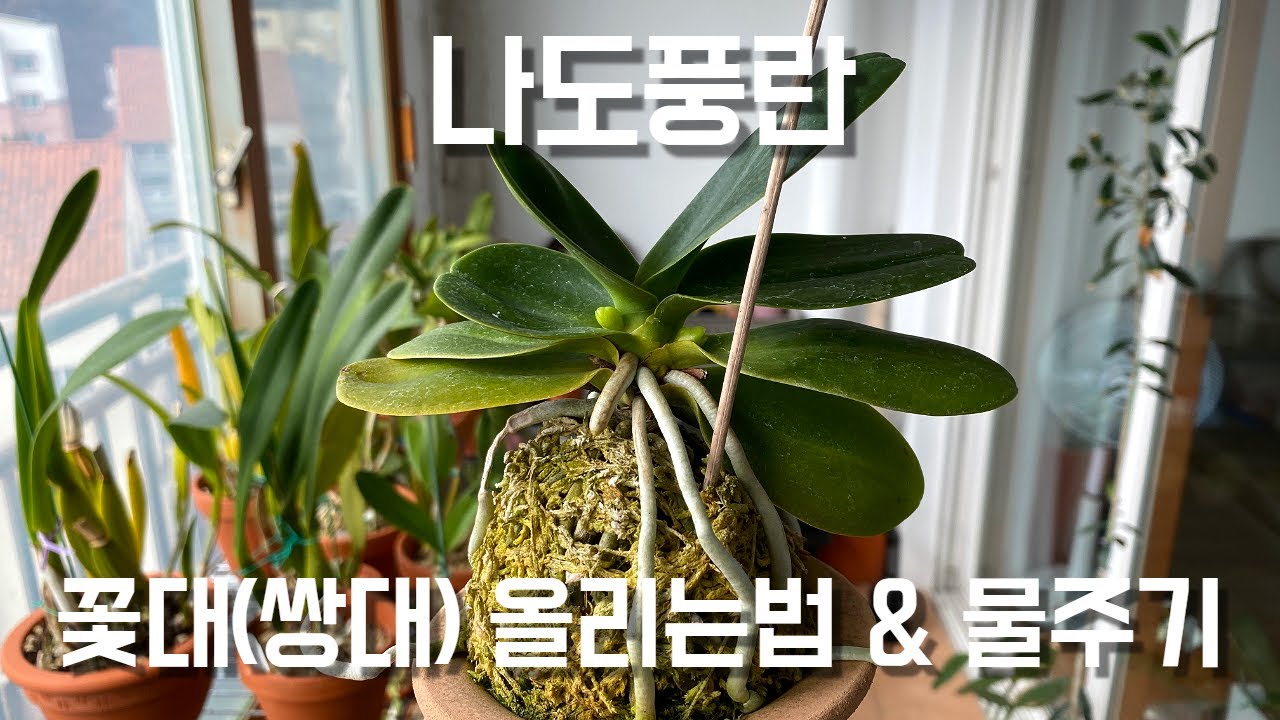 나도풍란 꽃 피우는법, 꽃대 관리법, 물주는법!!