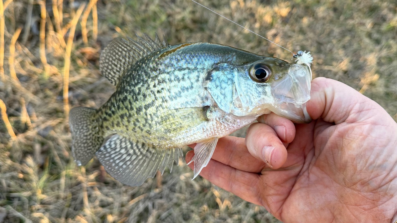 Crappie Fishing with ULTRALIGHT Tackle
