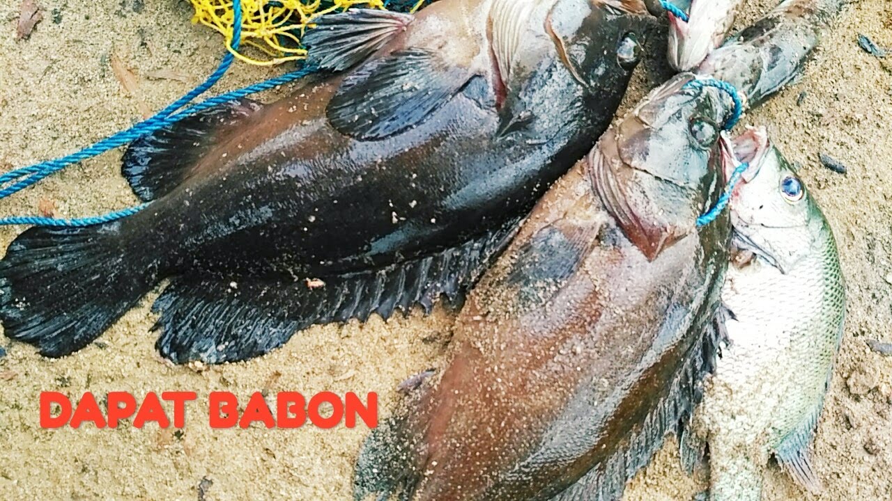 UMPAN UDANG HIDUP DI MUARA DAPAT KAKAP BATU BESAR