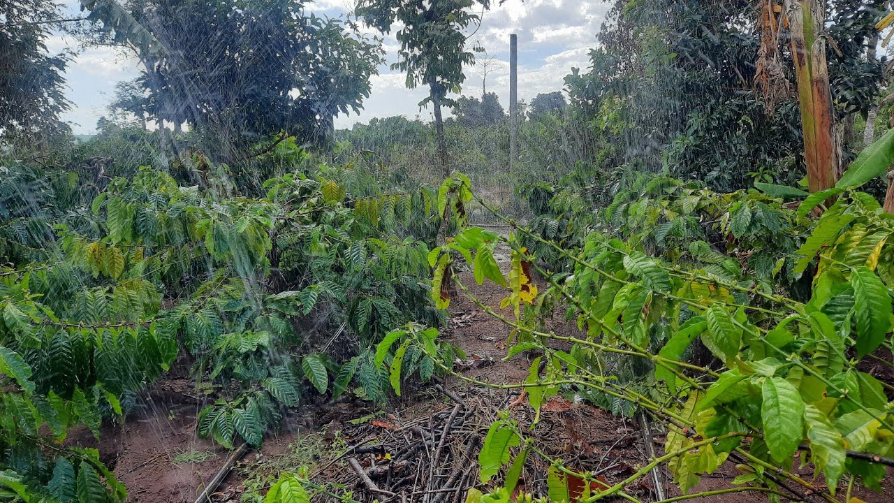 tưới phun mưa cho càphê một lần bật hết cả héc không mất tiền là đây/ANDTK