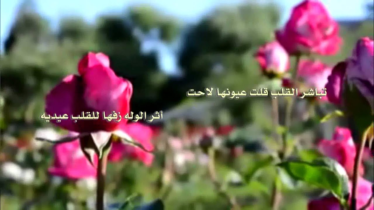 عيدية القلب كلمات الشاعر خالد الجبر اداء شريف لافي