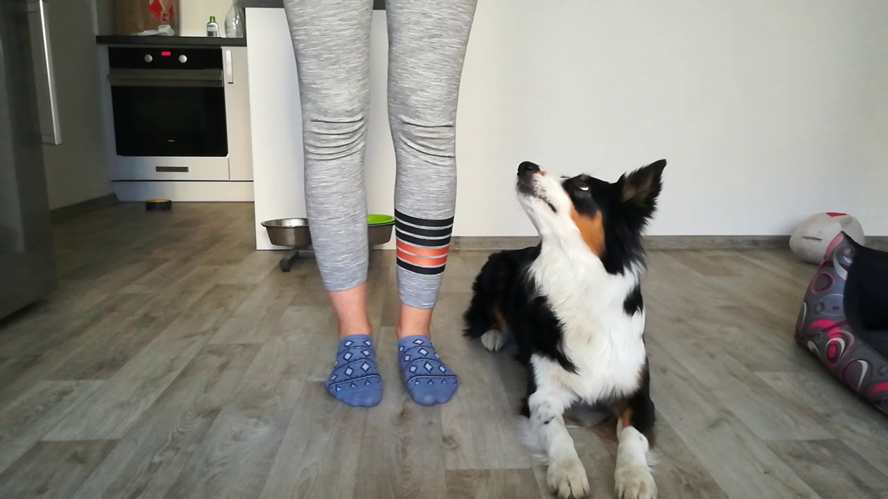 OVPS - Sebekontrola - 2.týden - kontrola na pamlsek, fokus dopředu