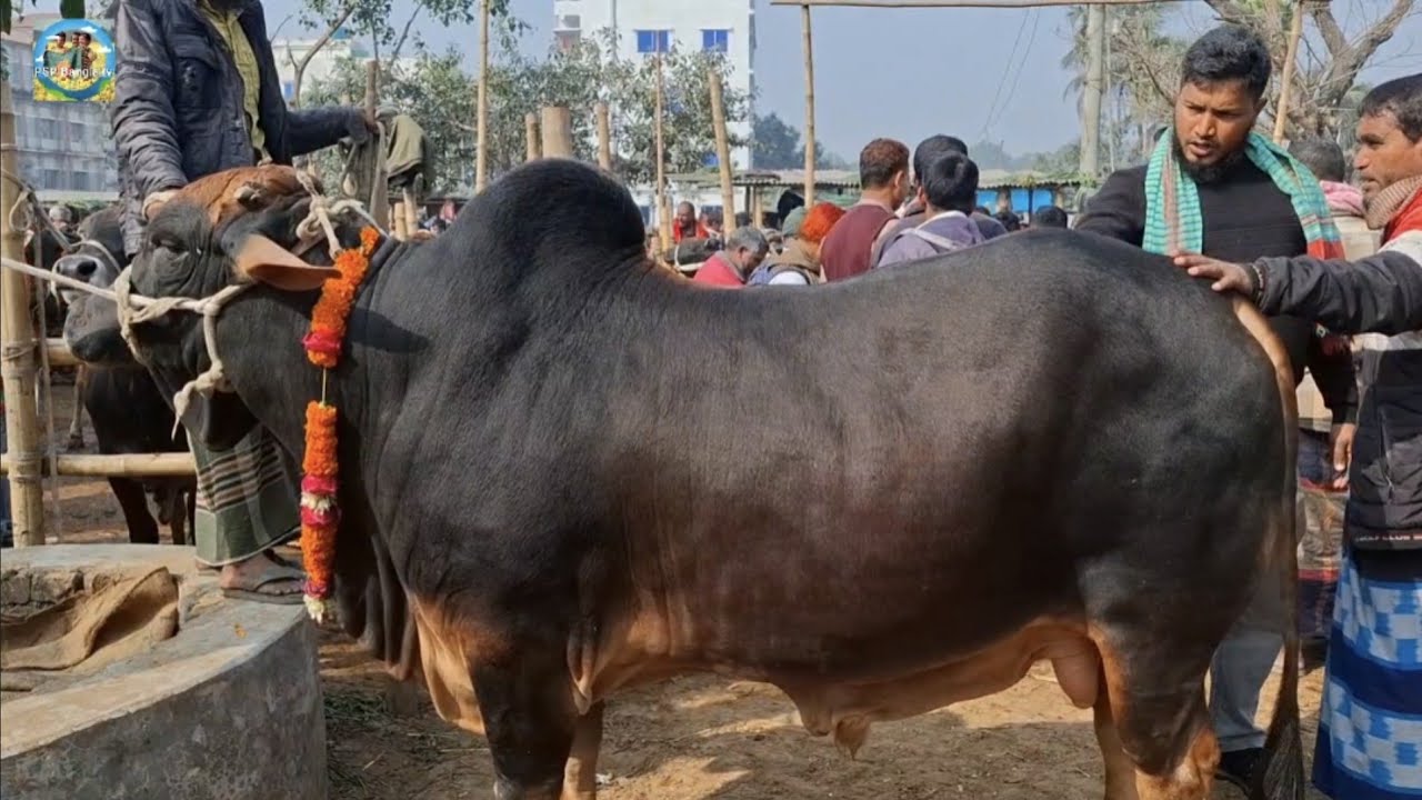 @ 1 March 2026| খামার উপযোগী কুরবানির ষাঁড় গরুর দাম আমবাড়ী হাটে||