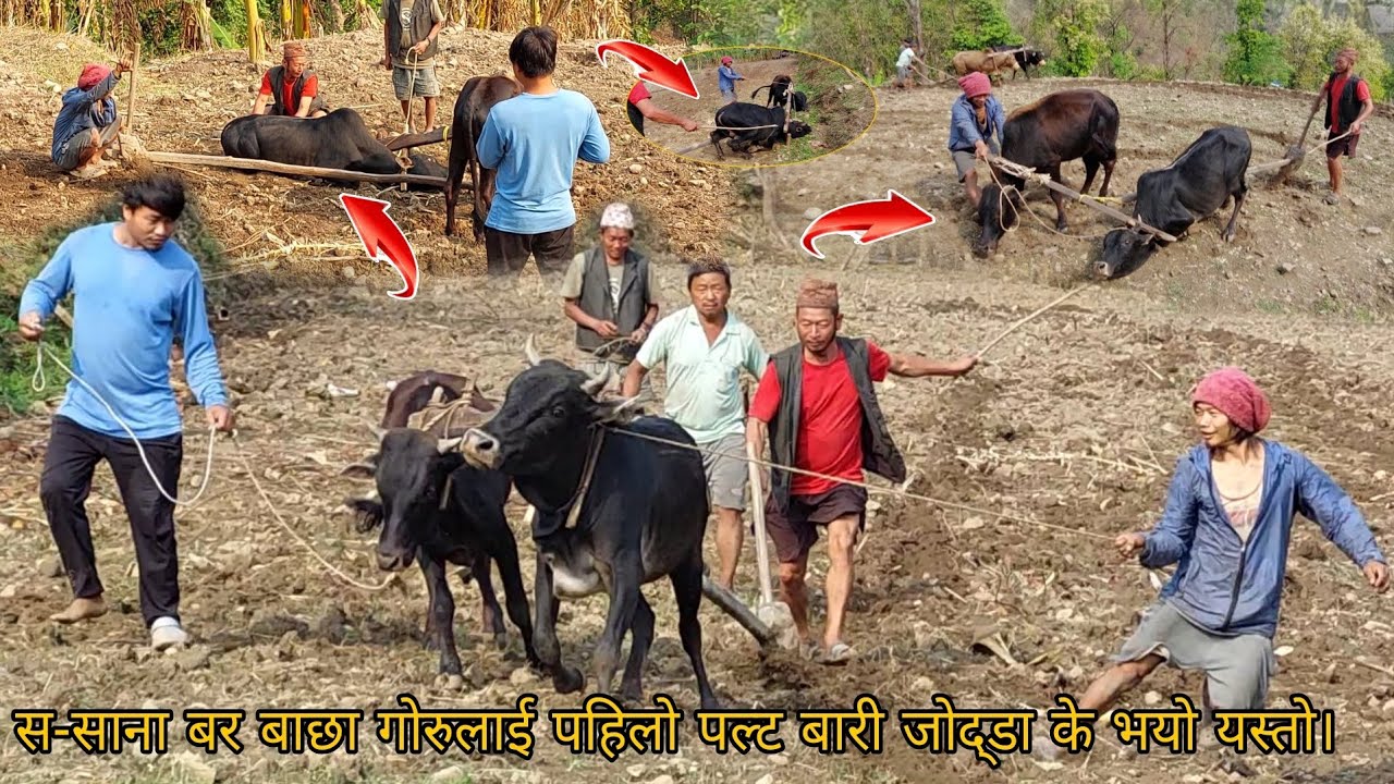 पुरानो तरिकाले यसरी सिकाइन्छ। स-सानो  बर बाछा गोरुलाई पहिलो पटक यसरी बारी जोत्नु सिकाउदा यस्तो भयो।