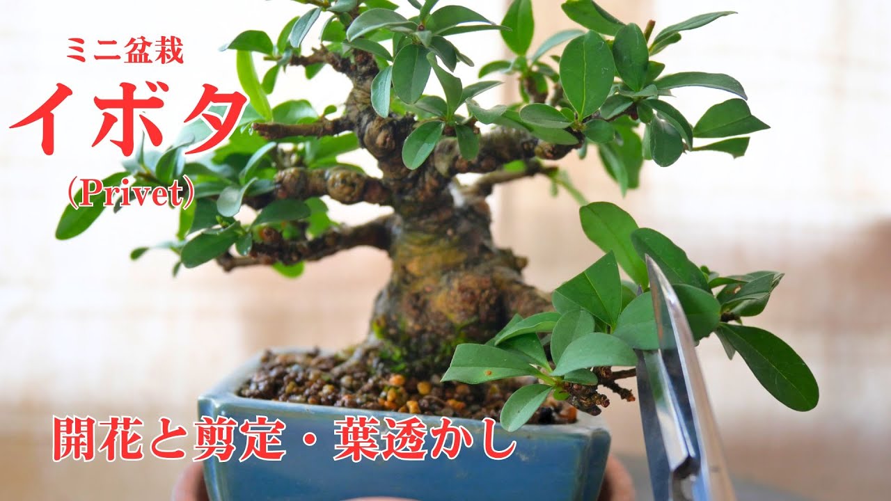 イボタのミニ盆栽　開花と剪定・葉透かし　Privet　#18