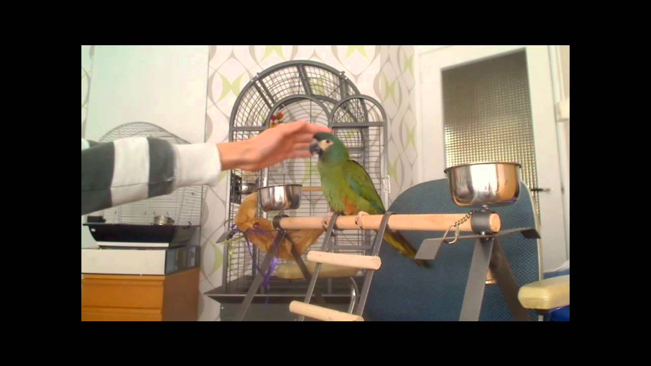 How my illiger's macaw baby screams
