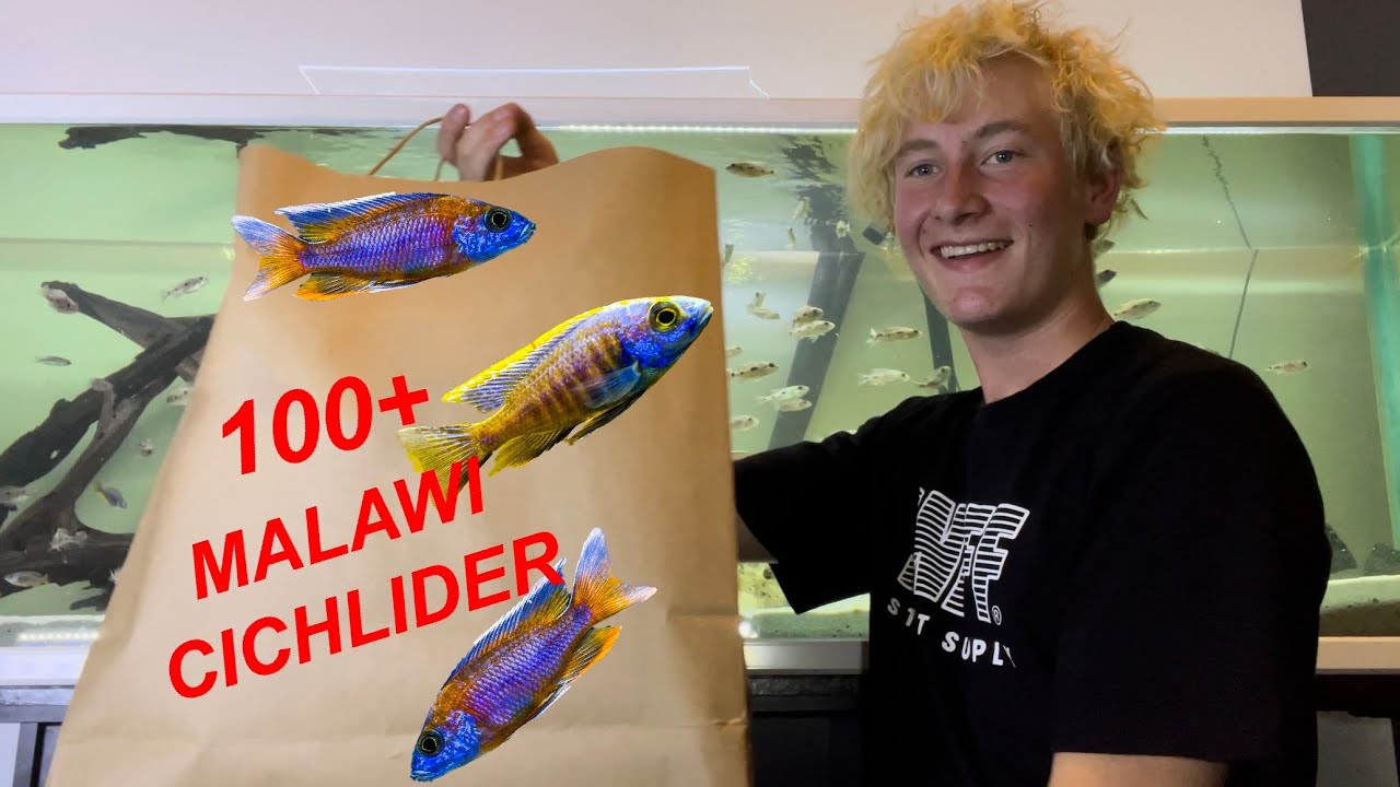 Over *100+ NYE MALAWI CICHLIDER* Til 720 Liters AKVARIE