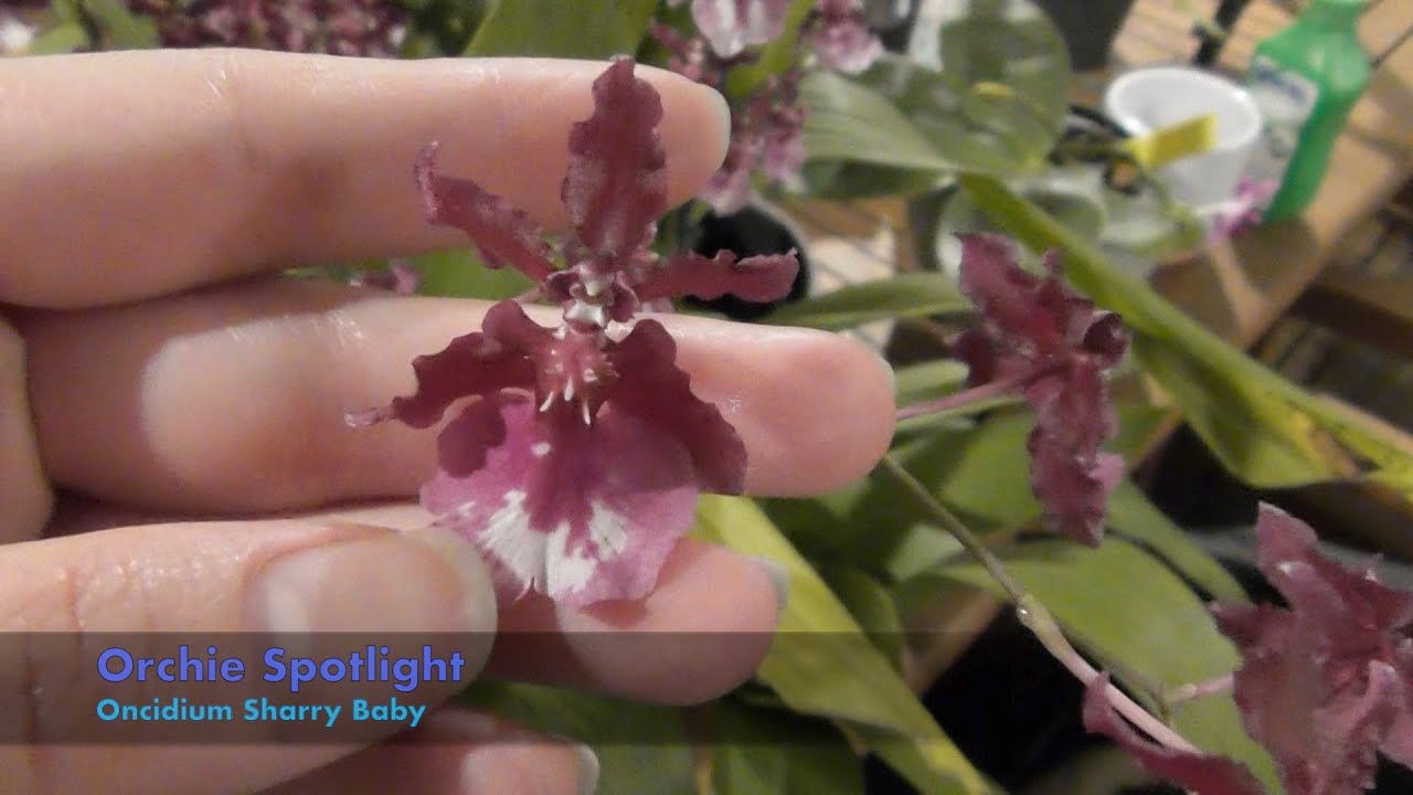 Orchid Spotlight : Oncidium Sharry Baby