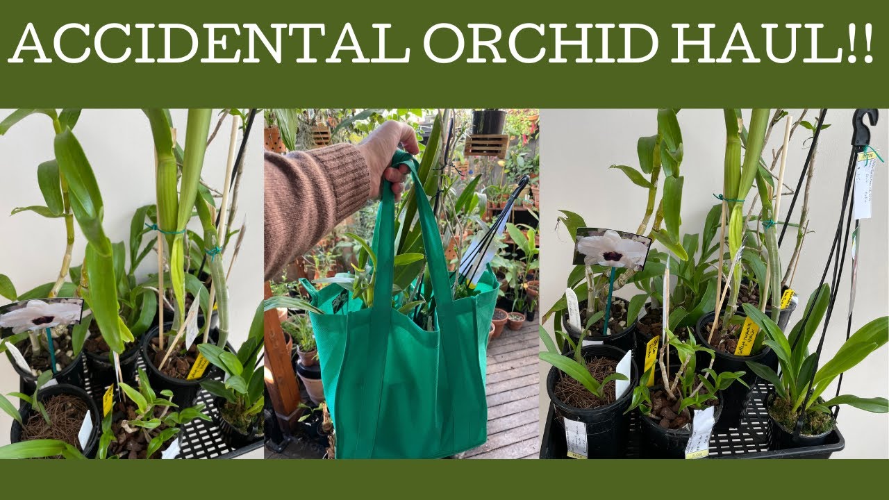 Accidental orchid haul: seven new for me orchids including one particularly hard to find type!!