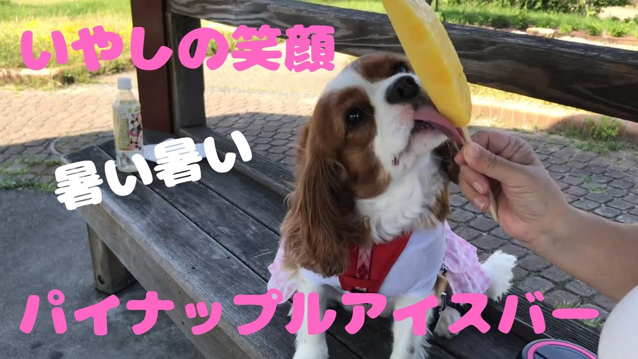 キャバリア犬　いやしの笑顔　パイナップルアイスバー